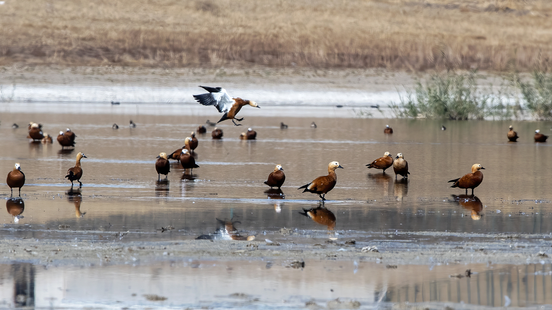 Ruddy Shelduck